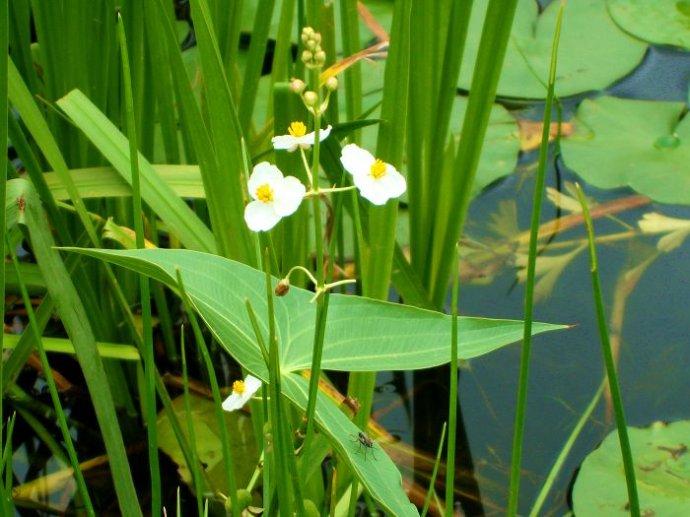 生態(tài)系統(tǒng)的能量流動——能量動力學(xué)分析