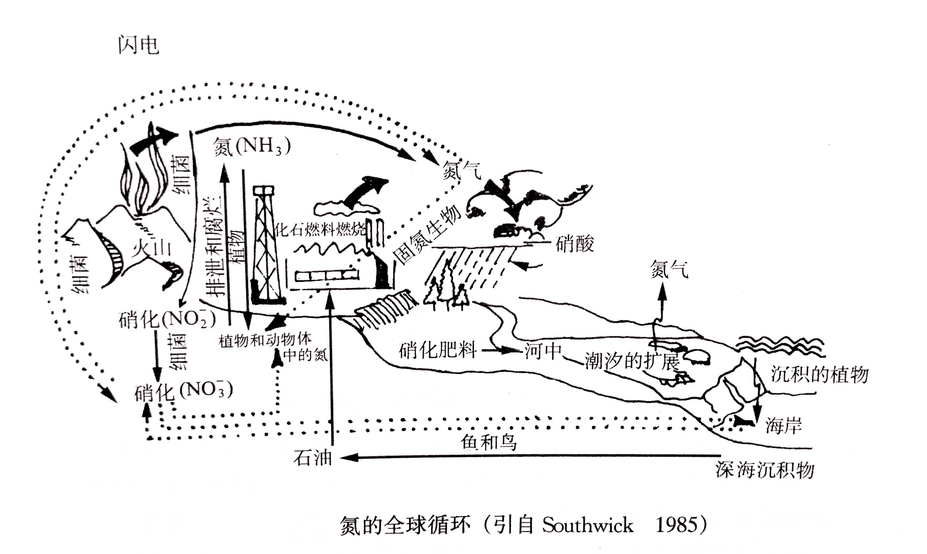 生態(tài)系統(tǒng)的物質(zhì)循環(huán)——氮、磷、硫循環(huán)